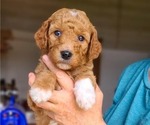 Small #4 Poodle (Standard)