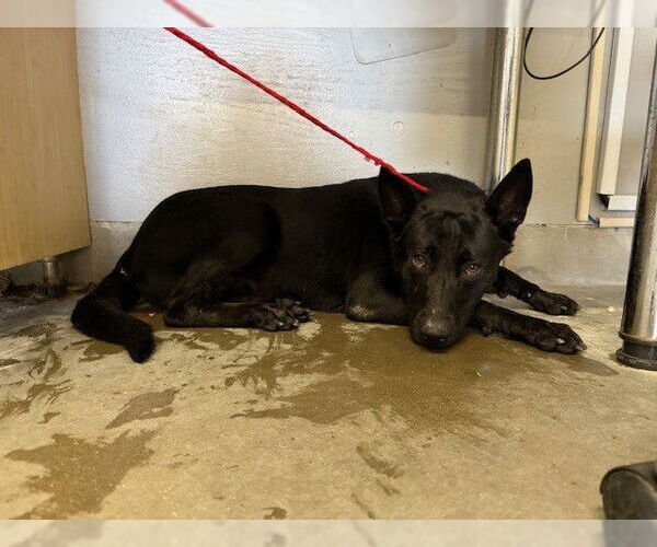 Medium Photo #1 German Shepherd Dog Puppy For Sale in Camarillo, CA, USA