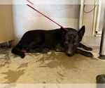 Small German Shepherd Dog