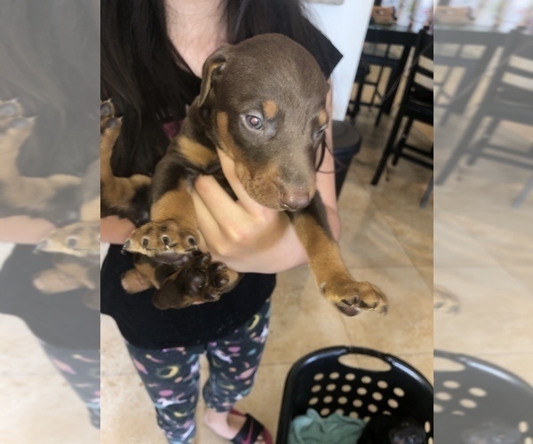 Medium Photo #5 Doberman Pinscher Puppy For Sale in PHOENIX, AZ, USA
