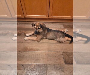 Mutt Dogs for adoption in San Diego, CA, USA