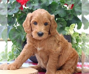 Goldendoodle Puppy for sale in RONKS, PA, USA