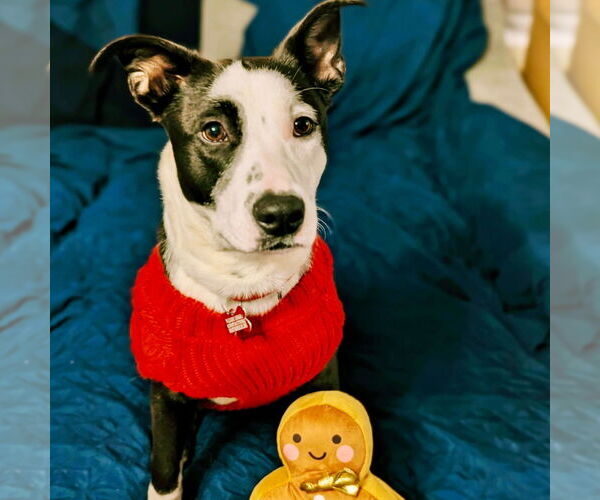 Medium Photo #8 Mutt Puppy For Sale in Canton, CT, USA