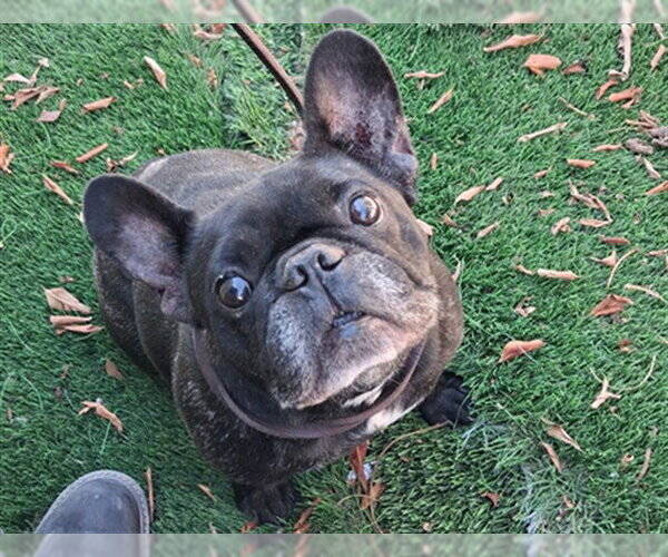Medium Photo #1 French Bulldog Puppy For Sale in Chula Vista, CA, USA