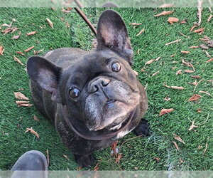 French Bulldog Dogs for adoption in Chula Vista, CA, USA
