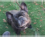 Small French Bulldog