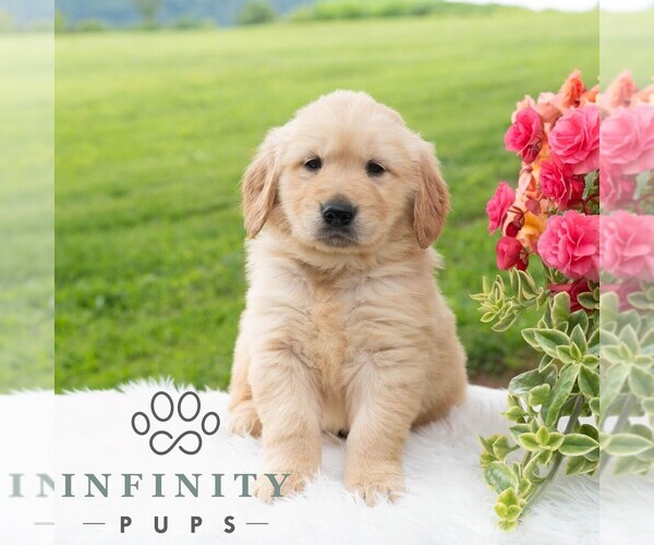 Medium Photo #4 Golden Retriever Puppy For Sale in NEWPORT, PA, USA