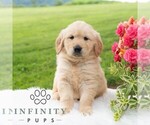Small #3 Golden Retriever