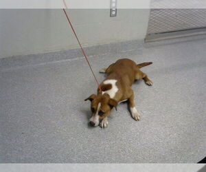 Labrador Retriever-Unknown Mix Dogs for adoption in Pasadena, TX, USA