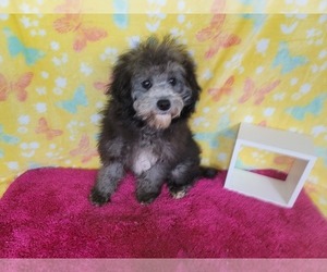 Goldendoodle-Poodle (Toy) Mix Puppy for sale in BLACK FOREST, CO, USA