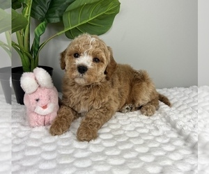 Medium Goldendoodle (Miniature)