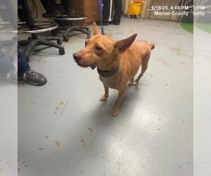 Chipin Dogs for adoption in Ocala, FL, USA