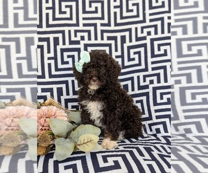 Bernedoodle (Miniature) Puppy for sale in OXFORD, PA, USA