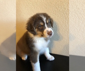 Australian Shepherd Puppy for sale in PHOENIX, AZ, USA