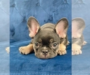 French Bulldog Puppy for sale in PACIFIC PALISADES, CA, USA