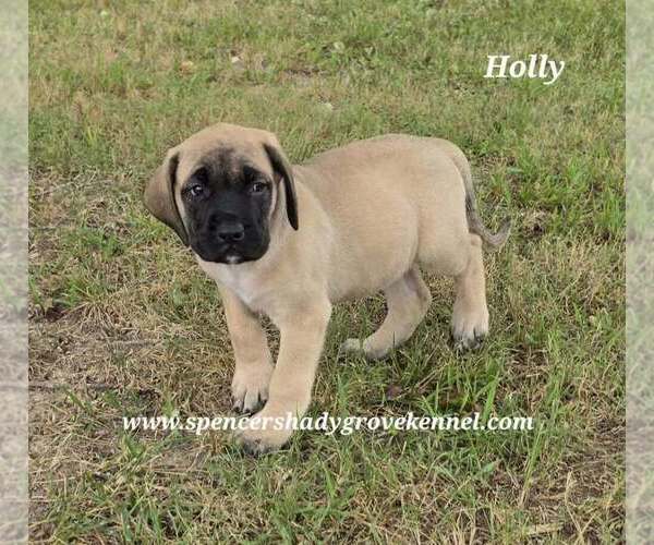 Medium Photo #10 Mastiff Puppy For Sale in CABOOL, MO, USA