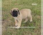 Small #9 Mastiff