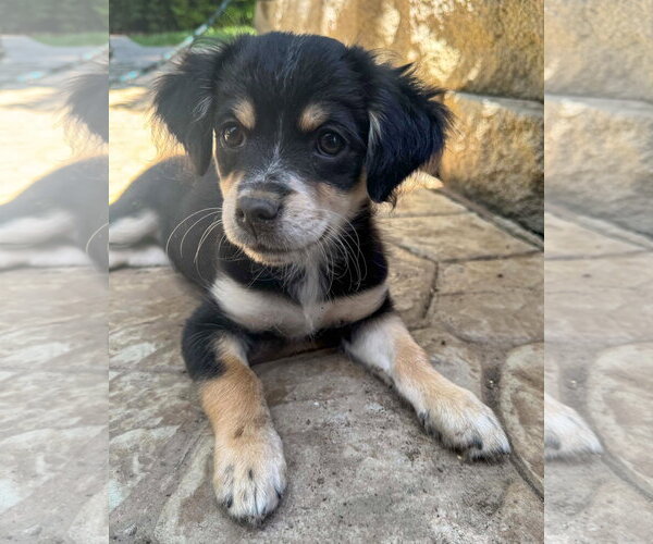 Medium Photo #1 Chihuahua-Colonial Cocker Spaniel Mix Puppy For Sale in Corona, CA, USA