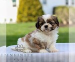Small #3 Shih Tzu