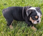 Small #1 English Bulldog