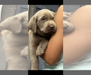 Labrador Retriever Puppy for Sale in DEVINE, Texas USA