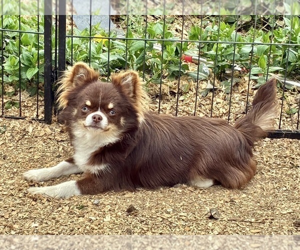 Medium Photo #1 Chihuahua Puppy For Sale in NEWVILLE, PA, USA