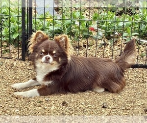 Father of the Chihuahua puppies born on 09/06/2026
