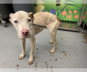 American Pit Bull Terrier-Unknown Mix Dogs for adoption in Waco, TX, USA
