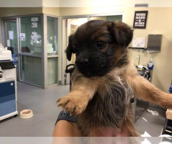 Medium Photo #10 Mutt Puppy For Sale in Sebec, ME, USA