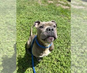 American Pit Bull Terrier Dogs for adoption in Vero Beach, FL, USA