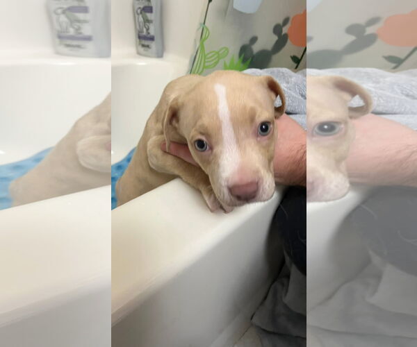 Medium Photo #3 Mutt Puppy For Sale in New London, WI, USA