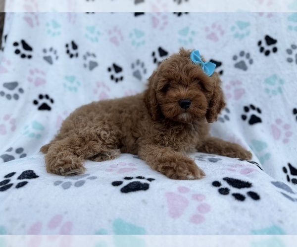 Medium Photo #7 Cock-A-Poo Puppy For Sale in LAKELAND, FL, USA