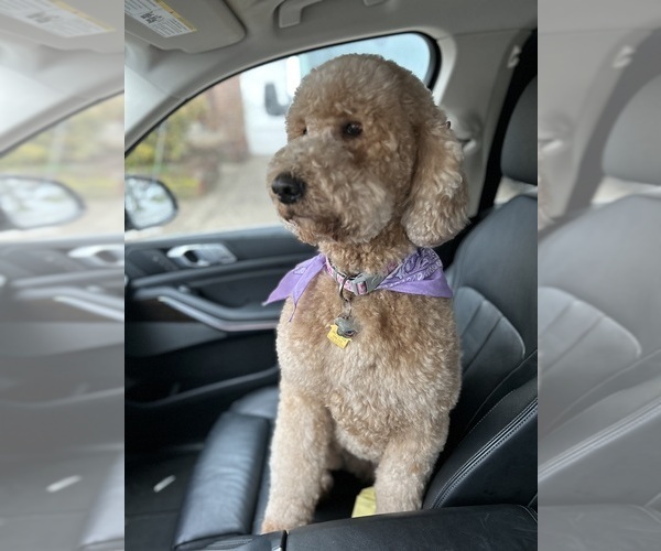 Medium Photo #1 Goldendoodle Puppy For Sale in OAKLAND GARDENS, NY, USA