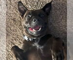 Small #1 Staffordshire Bull Terrier Mix
