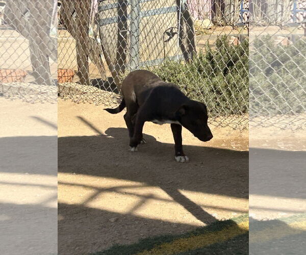 Medium Photo #4 Labrador Retriever-Unknown Mix Puppy For Sale in Apple Valley, CA, USA