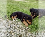Small #6 Airedale Terrier-Bernese Mountain Dog Mix