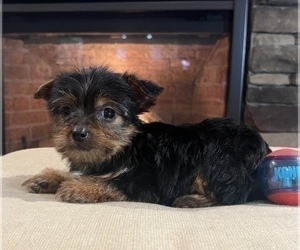 Yorkshire Terrier Dog for Adoption in NOBLESVILLE, Indiana USA