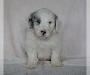 Old English Sheepdog-Poodle (Miniature) Mix Puppy for sale in FREDERICKSBG, OH, USA