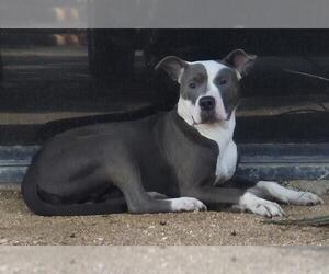 American Staffordshire Terrier-Unknown Mix Dogs for adoption in San Antonio, TX, USA