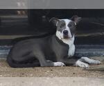 Small American Staffordshire Terrier Mix