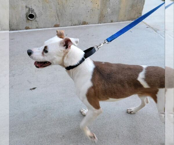 Medium Photo #22 Mutt Puppy For Sale in Atlanta, GA, USA