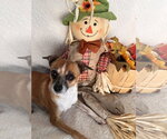 Small Photo #1 Chihuahua-Unknown Mix Puppy For Sale in York, SC, USA