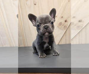 Medium French Bulldog