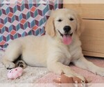 Small Photo #4 Golden Retriever Puppy For Sale in SYRACUSE, IN, USA