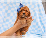 Small #4 Cavapoo (Miniature)