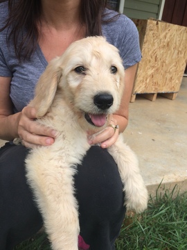 Medium Photo #2 Goldendoodle Puppy For Sale in GRANDIN, MO, USA