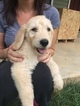 Small Photo #2 Goldendoodle Puppy For Sale in GRANDIN, MO, USA