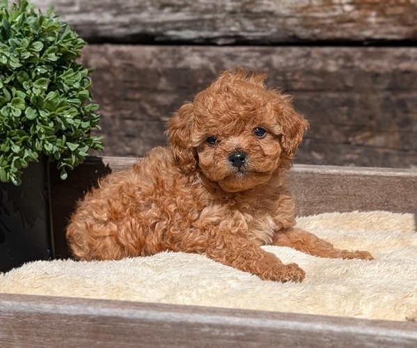 Medium Photo #6 Cavapoo (Miniature) Puppy For Sale in GOSHEN, IN, USA