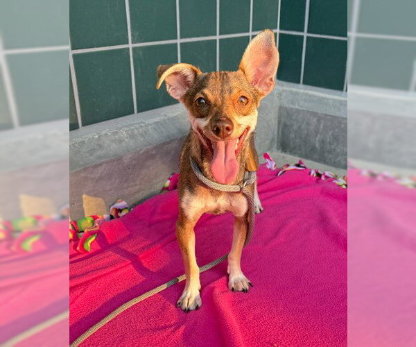 Medium Photo #2 Chihuahua-Unknown Mix Puppy For Sale in Rancho Cucamonga, CA, USA