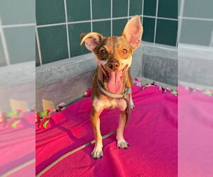 PEPPER - Female Chihuahua-Unknown Mix Dog for Adoption - Photo #2